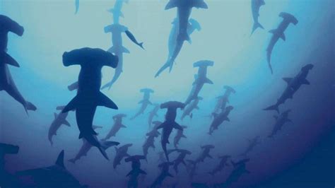 Hammerhead Shark Desktop Wallpapers - Top Free Hammerhead Shark Desktop ...