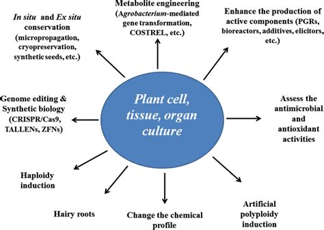 Growth And Maintenence Of Plant Tissue Culture Ppt 42 Off