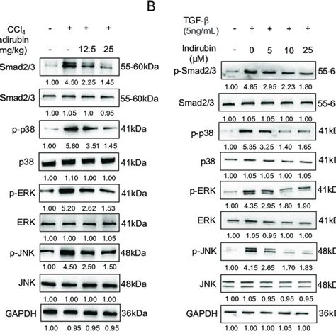 Indirubin inhibits TGF β mediated signaling pathways in vivo and in