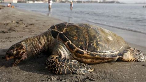 Actividad humana pudo causar muerte de más de 300 tortugas El Mañana