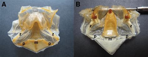 Extracted Gastric Mills With The Foregut Mostly Removed To Expose The