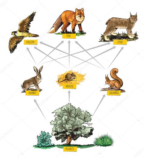 Ejemplo Ilustrado De Cadena Alimentaria En El Bosque