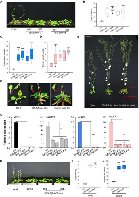 Frontiers Ejrav12 Delay Flowering Through Transcriptional Repression