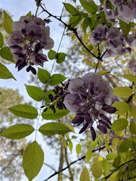 Flower Wisteria Lavender - Free photo on Pixabay - Pixabay