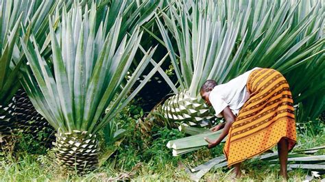 Dutch firm plans Sh13.8bn sisal plant in Tanga - The Citizen