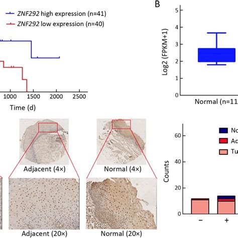 Low Expression Of ZNF292 In ESCC Indicates A Worse Prognosis A