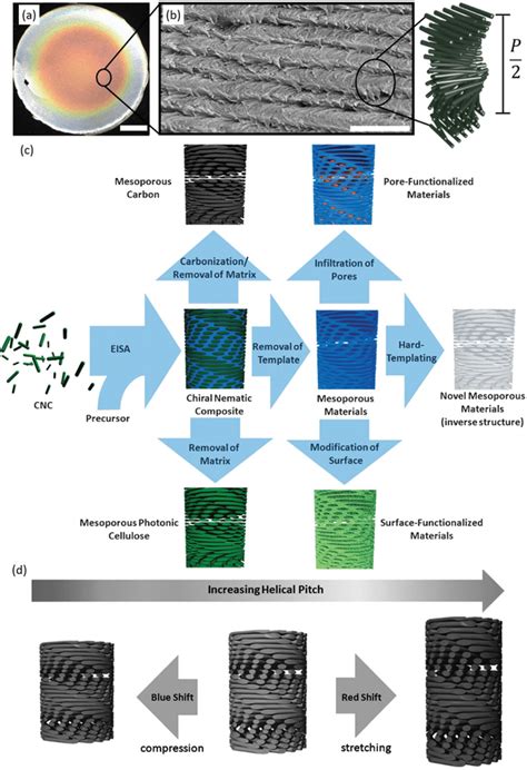 Various Techniques Used In The Creation Of Nanocellulose Filaments A