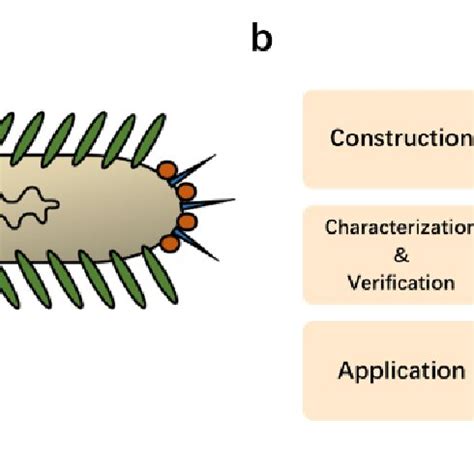 (a) Basic structure for the M13 phage. (b) Flow diagram of this ...