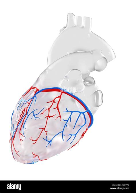 Coronary Blood Vessels Illustration Stock Photo Alamy