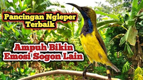 Pancingan Sogon Gacor Ngeleper Memanggil Lawan Ampuh Untuk Pancingan