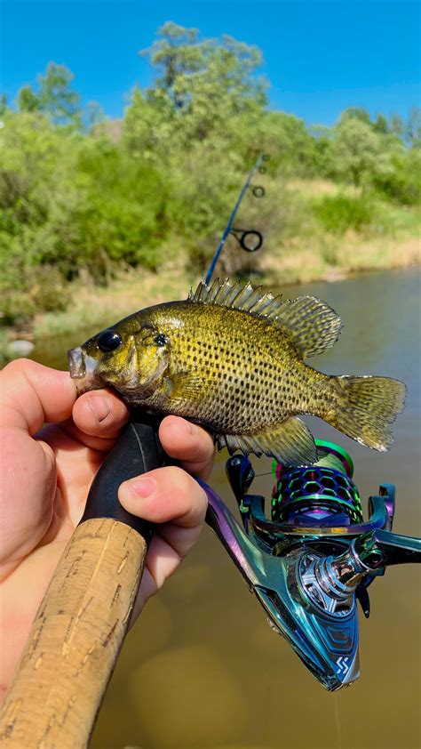 Micro Fishing Ftw Rmicrofishing