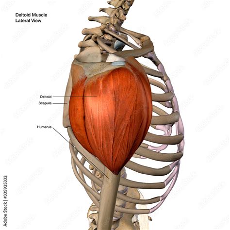 Deltoid Muscle Isolated in Lateral View Labeled Human Anatomy on White ...