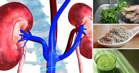 How To Detox Your Kidneys Naturally And Prevent Frequent Urges