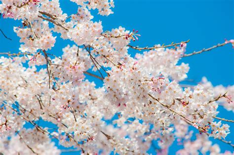 青空と桜の写真素材 ぱくたそ