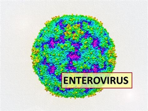 Coxsackie Virus A And Enterovirus Ev The Causative Agent Of