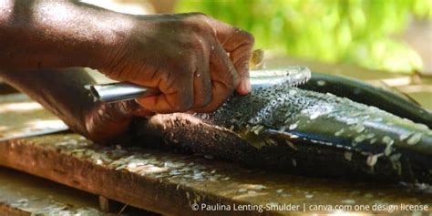 Écailler les poissons Quel est l écailleur à poissons idéal