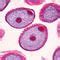 Lily Anther Mature Pollen Grains c s 12 µm Microscope Slide