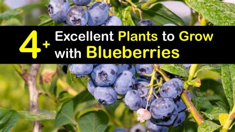 Companion Planting Blueberry Bushes What Grows Well With Blueberries