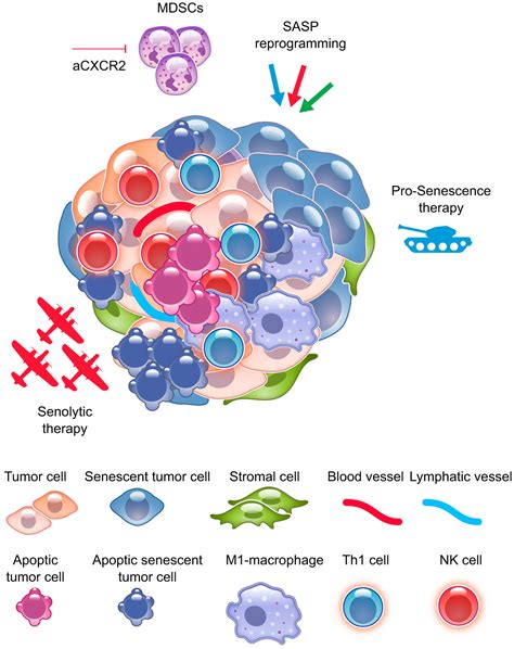 Cellular Senescence Aging Cancer And Injury Physiological Reviews