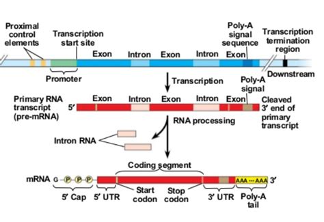 Z81 - Genetics: XXXXXX Gene 27 - Exons and the living earth DEMOof ...