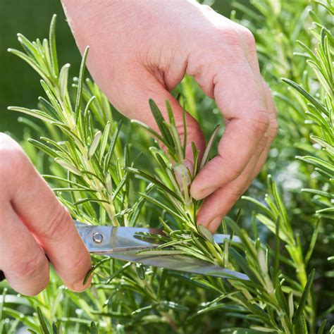 Rosmarino Come Si Pianta Caratteristiche E Cura Undergreen It