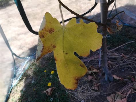 Jeune Figuier Avec Feuilles Jaunes Tach Es Qui Tombent R Solu Forum