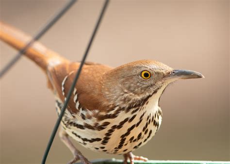 Brown Thrasher Feederwatch