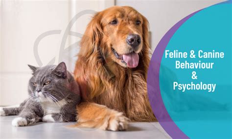 Feline And Canine Behaviour And Psychology Level 3 One Education