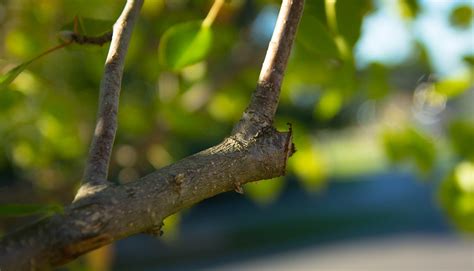 Types of Pruning Cuts - The Complete Pruning Guide