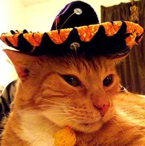 Animals In Sombreros Funny Cute Cats Happy Animals Cats