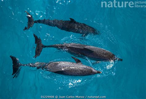 Stock Photo Of Looking Down On Atlantic Spotted Dolphin Stenella