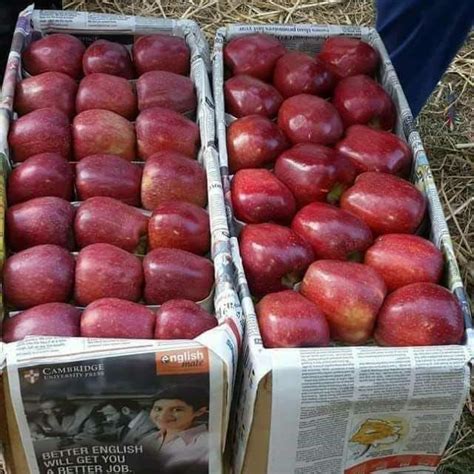 Kashmir Apple, Packaging Size: 20 Kg, Packaging Type: Wood Box at Rs ...