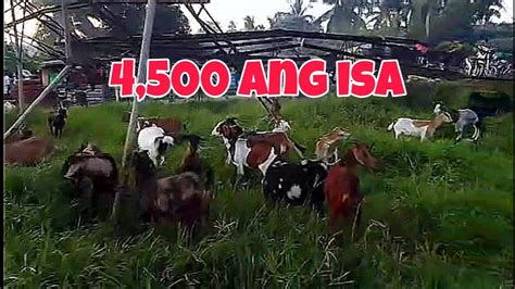 PRESYO NG KAMBING 2023 YouTube