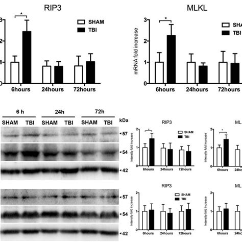 Temporal Profile Of Rip And Mlkl Mrna And Proteins Expression After