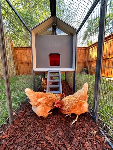 Gallinero Inteligente Criar Gallinas De Manera Eficiente Y Segura Iccsi