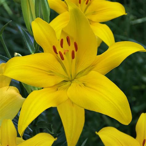 Yellow Asiatic Lily Plant