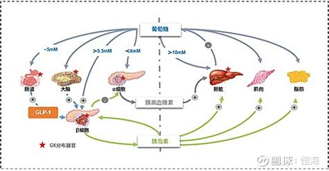 从授权费对比观察两种糖尿病药物的市场规模 一： 微芯生物 的西格列他钠 微芯生物 的西格列他钠是去年刚刚获批的治疗二型糖尿病的一类创新药。属于