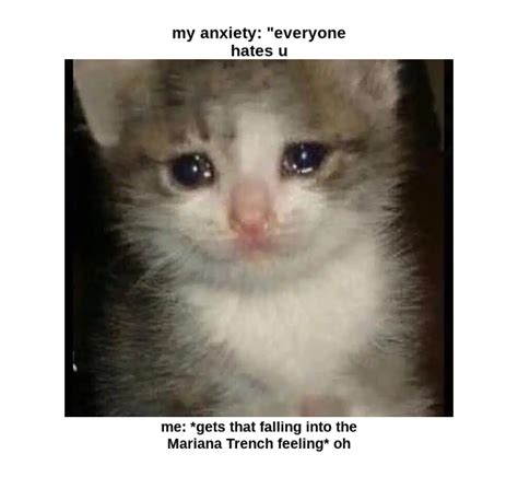 Sad Cat Meme Generator Piñata Farms The Best Meme Generator And Meme Maker For Video And Image