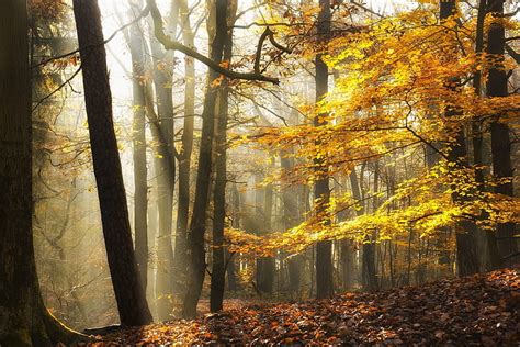 Braune B Ume Landschaft Natur Sonnenlicht Herbst Bl Tter Wald