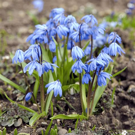 12 Rain Garden Plants that Will Beatify Your Entire Outdoor Space