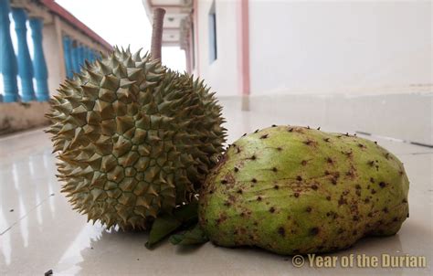 Durian Belanda