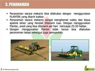 Teknologi Budidaya Jagung Hibrida Ppt