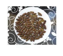 Parkinsonia Aculeata Seeds at Rs 3314.93/kg | Dehradun | ID: 14184163130