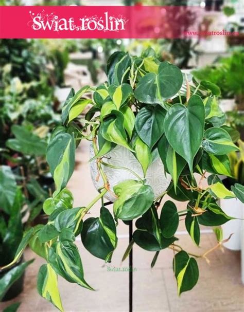 Filodendron Brasil Philodendron Świat Roślin sklep z roślinami