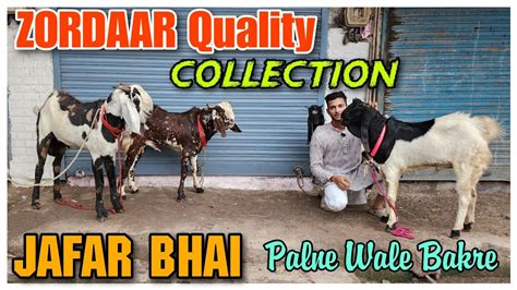 ZORDAAR Quality Goat Collection At JAFAR BHAI 2024 Palne Wale Bakre