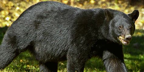 Black Bear Found Dead Near Bristol