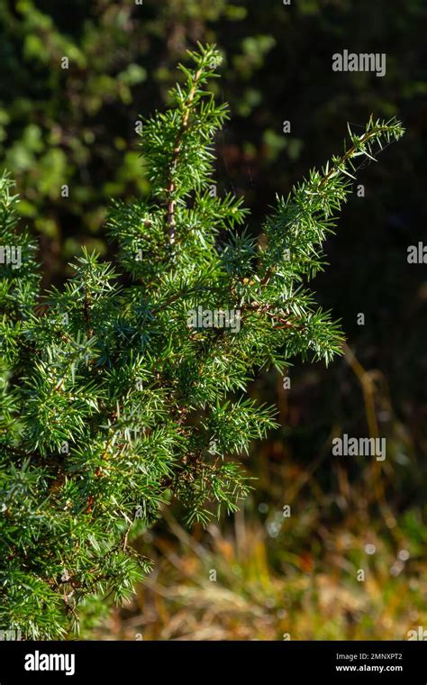 Juniperus Communis The Common Juniper Is A Species Of Conifer In The