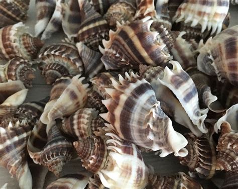 Florida King Crown Conch Shells 1 1 34 3 Pcs Florida Melongena Gulf