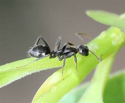 18 Types Of Black Ants With Pictures Identification Guide