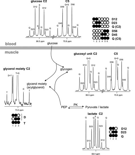 Excess C Labeling In Muscle Glycerol And Glycogen